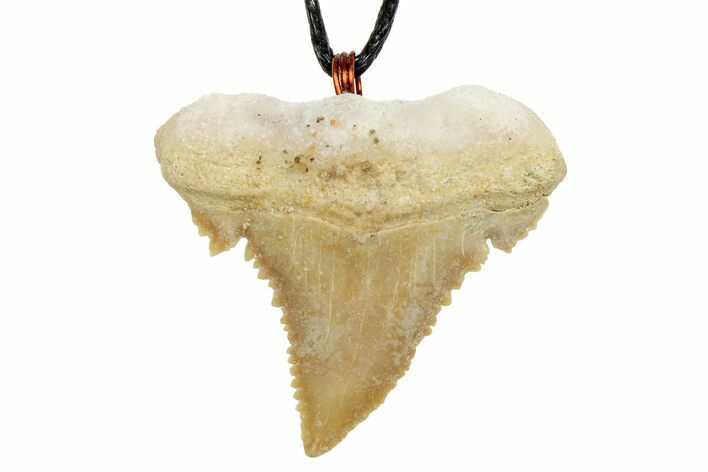 Fossil Shark (Palaeocarcharodon) Tooth Necklace -Morocco #169917